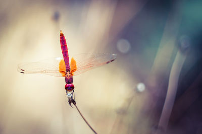 Close-up of dragonfly on flower with blurry bokeh background 