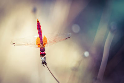 Close-up of dragonfly on flower