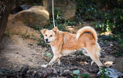 Full length of a dog on field