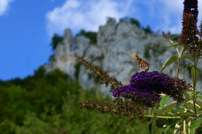 Close-up of bee pollinating on purple flower