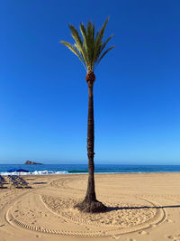 Palm trees on beach against clear blue sky
