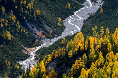 High angle view of pine trees on mountain