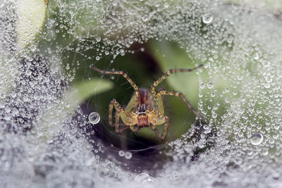 Premium Photo  The spider climbs on the web with blurry green