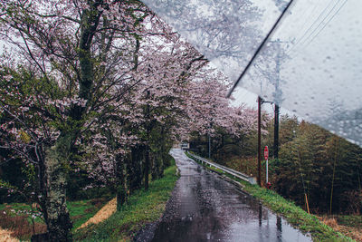 Wet road amidst flowering trees during rainy season
