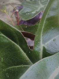 Close-up of raindrops on leaves
