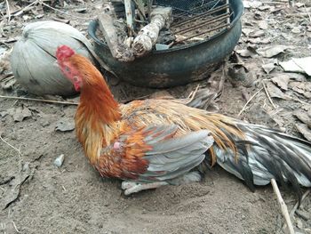 High angle view of birds on field