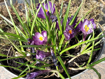 Close-up of purple crocus blooming outdoors