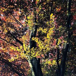 Autumn leaves on tree trunk