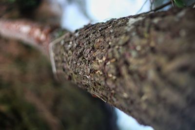 Close-up of lichen on tree trunk