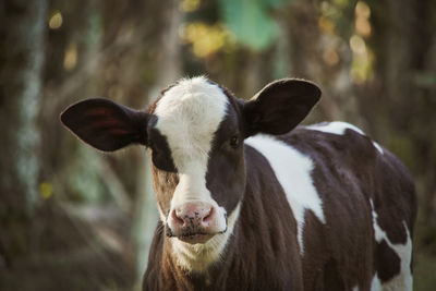 Close-up of cow