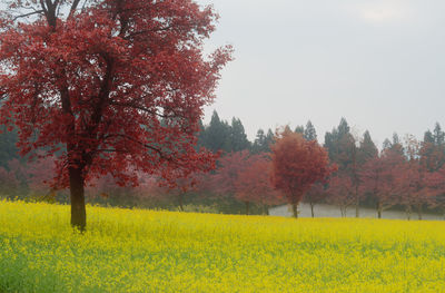 Yellow flowers growing on field