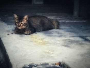 Portrait of cat sleeping outdoors