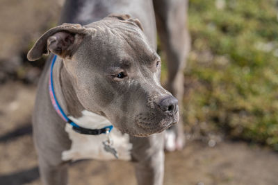 Female pitbull terrier puppy is watching something of interest on a vibrant sunny day