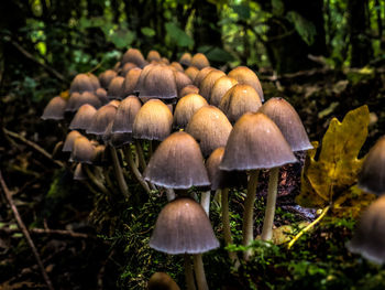 Close-up of mushrooms growing on field