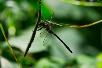Close-up of insect on leaf