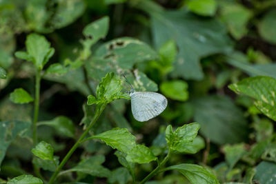 Close-up of butterfly on plant