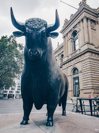 Frankfurt am main business trademark bull 