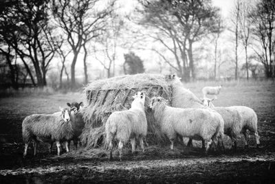 Sheep grazing on field