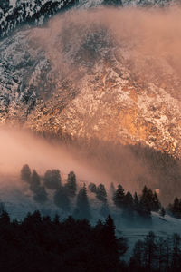 Scenic view of forest against sky during sunset