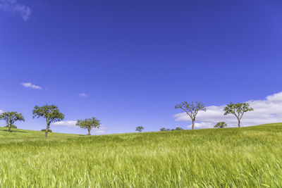 Scenic view of agricultural field against blue sky