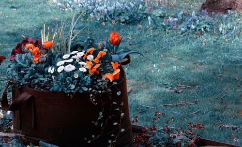 Close-up of orange flower on field