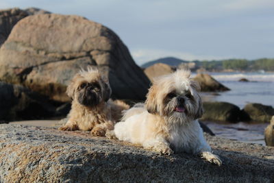 Dog relaxing on rock