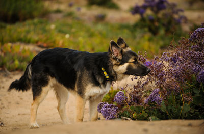 Dog standing by flowers on field