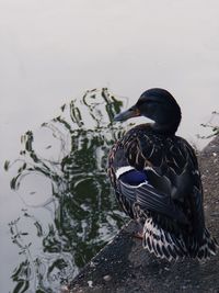 High angle view of mallard duck swimming in lake