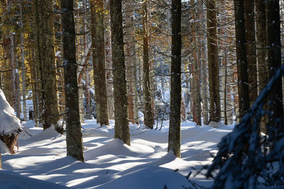 Trees on snow covered land in forest