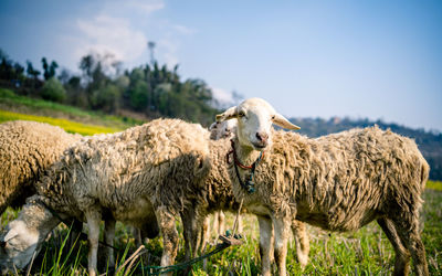 Sheep standing in a field