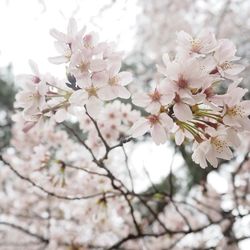 Low angle view of cherry blossom tree