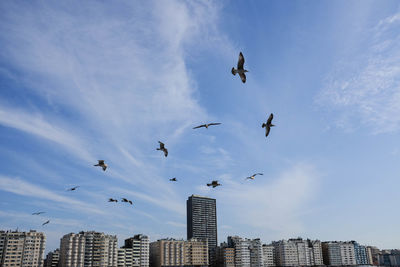Low angle view of birds flying in sky