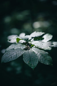 Close-up of leaf on plant
