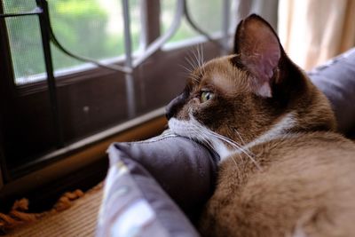 Close-up of cat resting at home