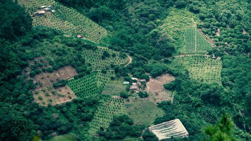 High angle view of agricultural field