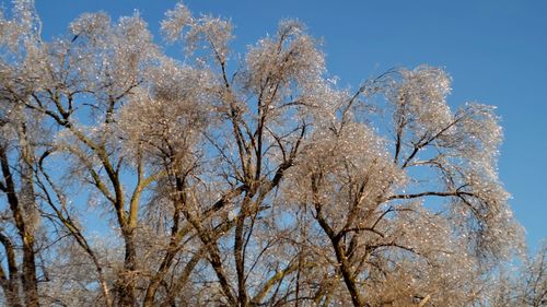 Low angle view of trees against clear sky