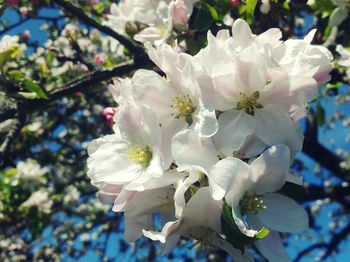 Close-up of white flowers blooming on tree