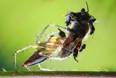 Close-up of bee on a plant