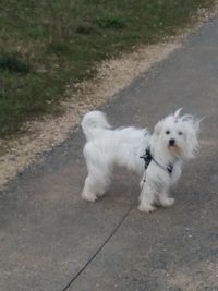 High angle view of white dog on road