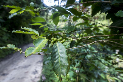 Close-up of green leaves