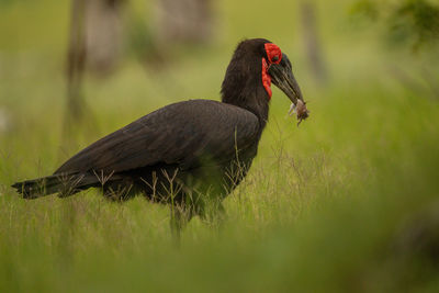 Bird perching on a field