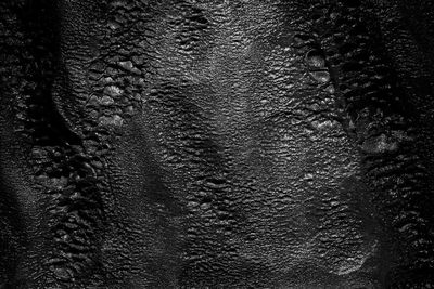 Detail shot of an animal