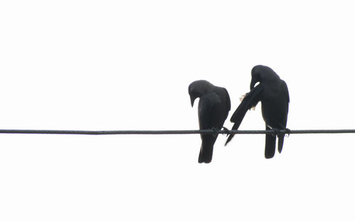 Low angle view of silhouette bird perching on cable against clear sky