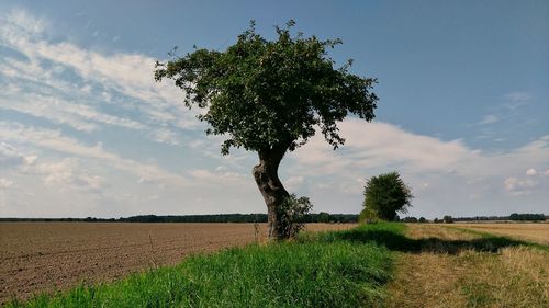 Scenic view of tree against cloudy sky