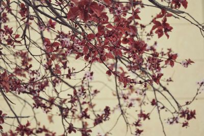 Low angle view of flowers on branch