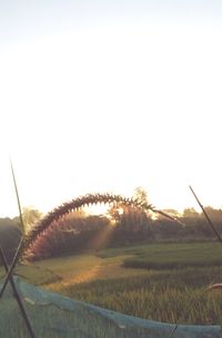 Scenic view of farm against clear sky