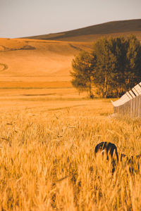 Scenic view of field against sky during sunset