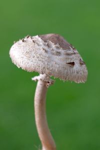 Close-up of mushroom growing outdoors