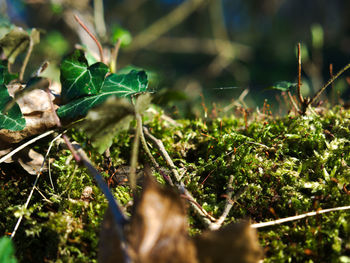 Close-up of plant growing on field