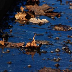 High angle view of dry leaves floating on water